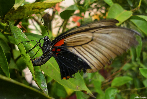 Identificazione farfalle esotiche (sono solo 2 farfalle)